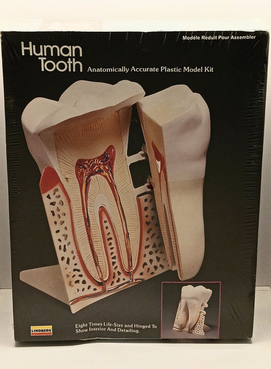 Vintage Lindberg Human Tooth Plastic Model Kit 1986 Sealed